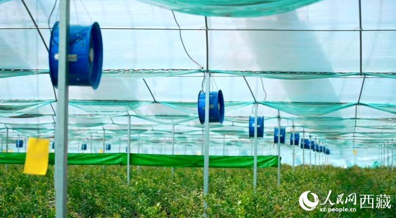 藍莓種植的智能溫室場景。羅雨欣攝