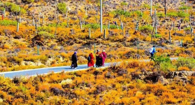 懂西藏的人，一定不會錯過林芝的秋天