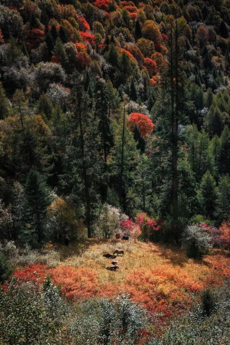 懂西藏的人，一定不會錯過林芝的秋天