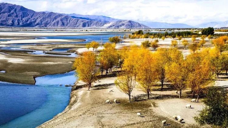 懂西藏的人，一定不會錯過林芝的秋天