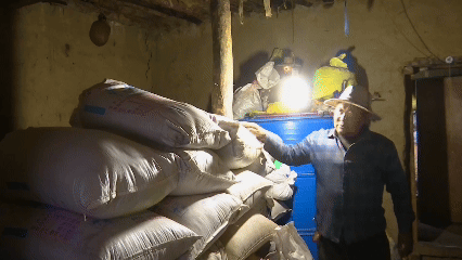 青稞“蛻變”，牦?！俺鋈Α?！看西藏農(nóng)牧民的“十四五”豐收答卷