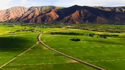 青稞“蛻變”，牦?！俺鋈Α保】次鞑剞r(nóng)牧民的“十四五”豐收答卷