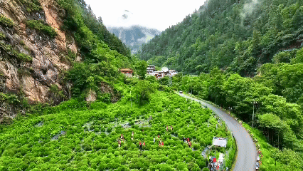 青稞“蛻變”，牦牛“出圈”！看西藏農(nóng)牧民的“十四五”豐收答卷