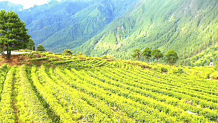 青稞“蛻變”，牦?！俺鋈Α保】次鞑剞r(nóng)牧民的“十四五”豐收答卷