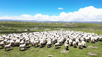 青稞“蛻變”，牦牛“出圈”！看西藏農(nóng)牧民的“十四五”豐收答卷