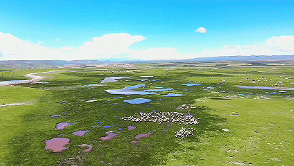 青稞“蛻變”，牦?！俺鋈Α?！看西藏農(nóng)牧民的“十四五”豐收答卷