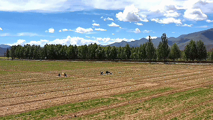 青稞“蛻變”，牦?！俺鋈Α保】次鞑剞r(nóng)牧民的“十四五”豐收答卷