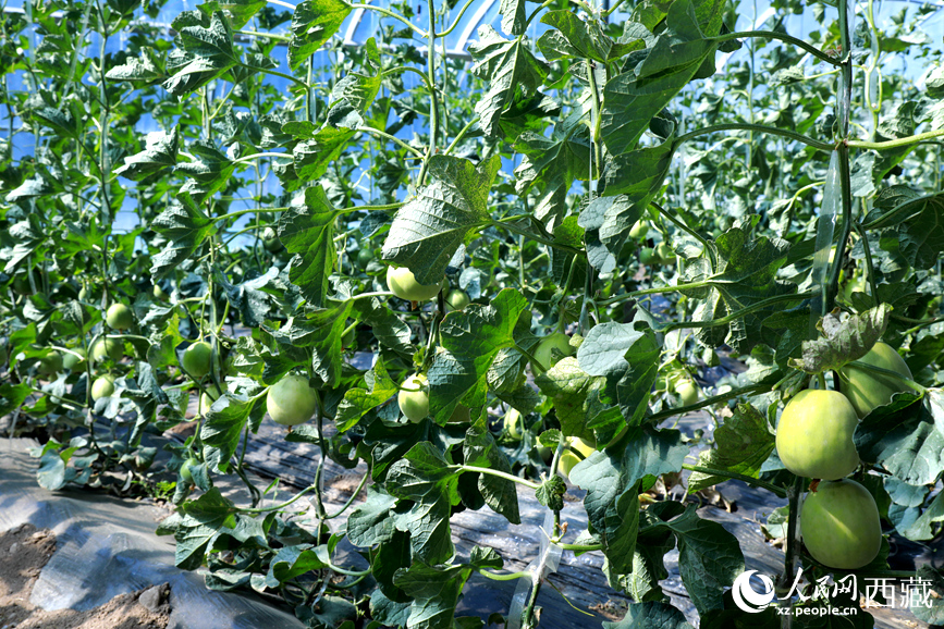 溫室中種植的瓜類作物果實累累。人民網(wǎng)記者 吳雨仁攝