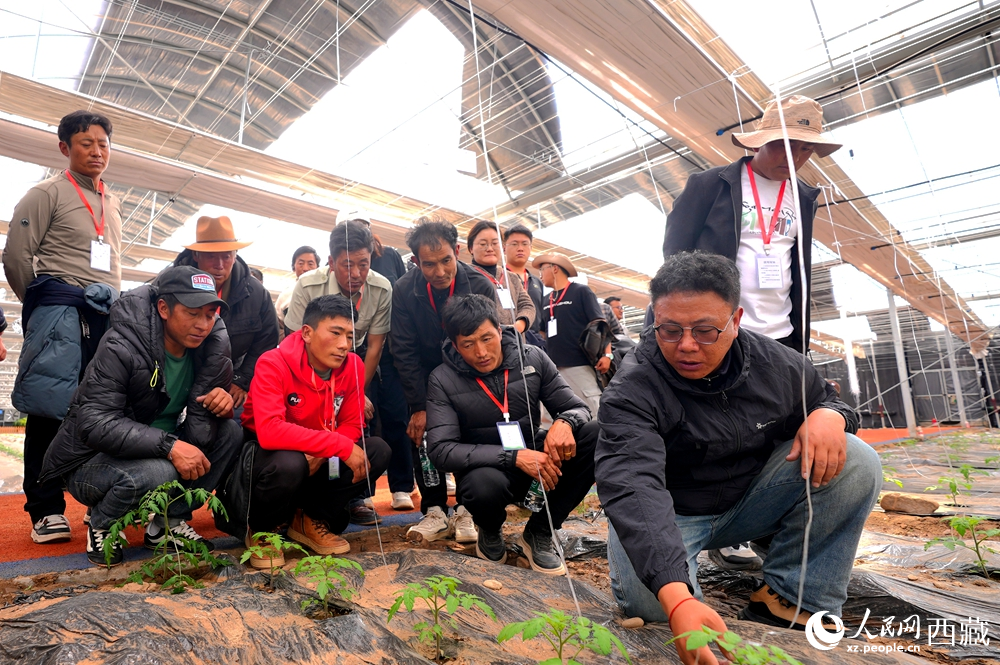 農(nóng)業(yè)專家蹲在田壟間，為圍攏過來的科技專干和基層農(nóng)技人員現(xiàn)場講解定植要點(diǎn)。人民網(wǎng)記者 吳雨仁攝