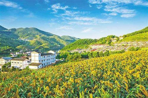 【理上網(wǎng)來o輝煌十九大】鄉(xiāng)村振興戰(zhàn)略：更綜合、全面、系統(tǒng)的發(fā)展戰(zhàn)略