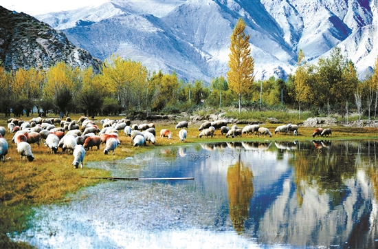 曲水縣郊外的怡人風(fēng)景。 拉薩日?qǐng)?bào) 平措旺堆攝.jpg