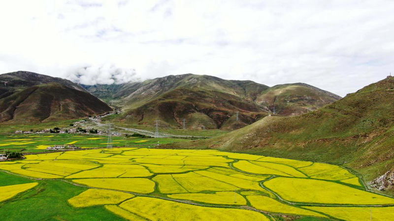 金燦燦的油菜花。洛克攝