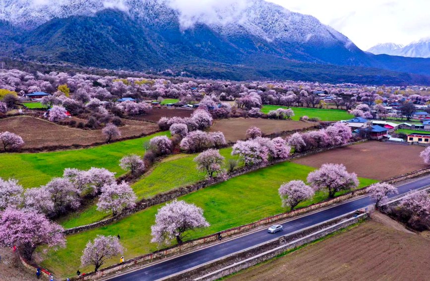 波密縣傾多鎮(zhèn)如納村盛開(kāi)的桃花。徐馭堯攝