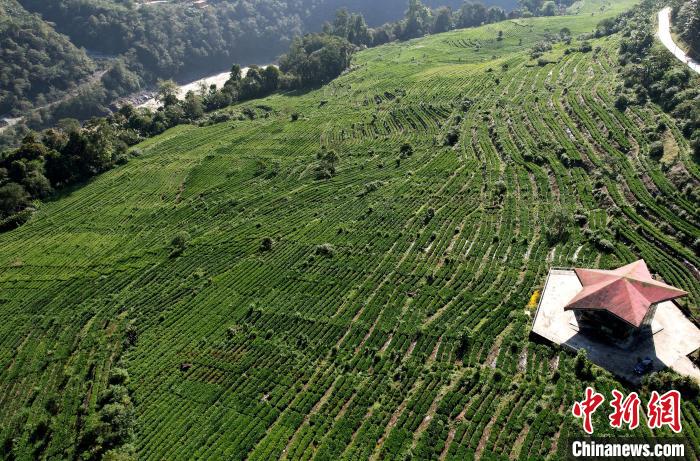 圖為西藏林芝市墨脫縣果果塘大拐彎附近的茶田。(無(wú)人機(jī)照片) 李林 攝