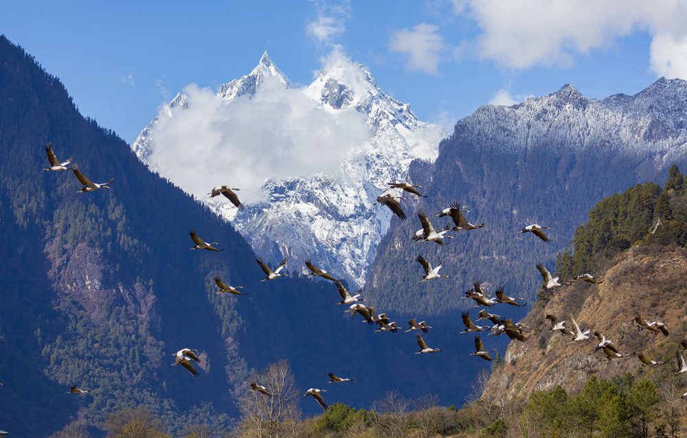 黑頸鶴蹁躚起舞美如畫。索多攝