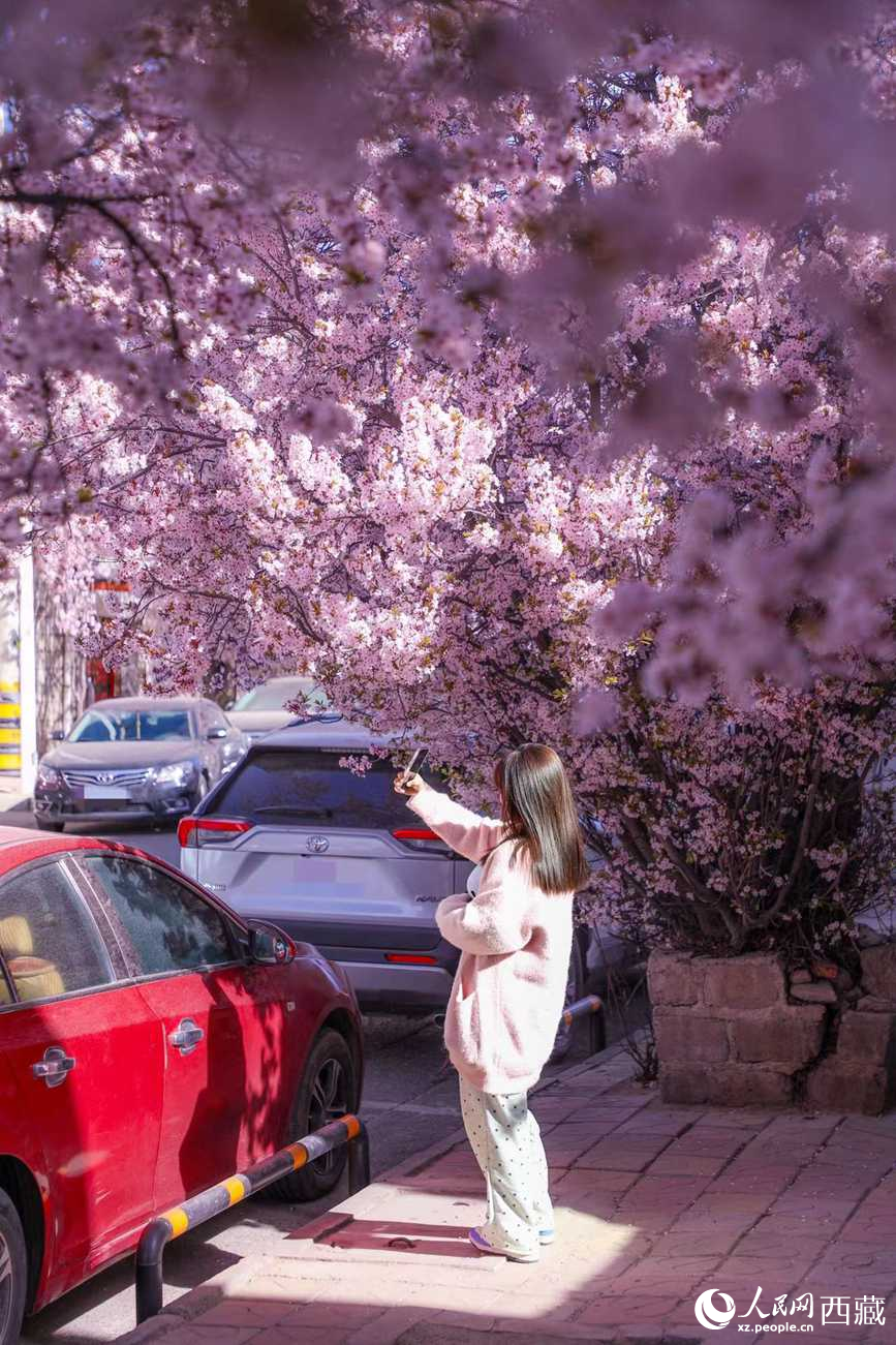 桃林下，拉薩市民游客樂享春光。人民網(wǎng)記者 次仁羅布攝