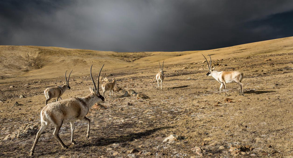 “高原精靈”藏羚羊。尼瑪多吉攝