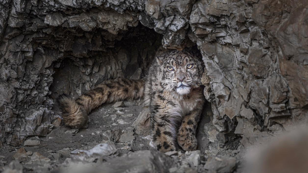 “高原精靈”雪豹。尼瑪多吉攝