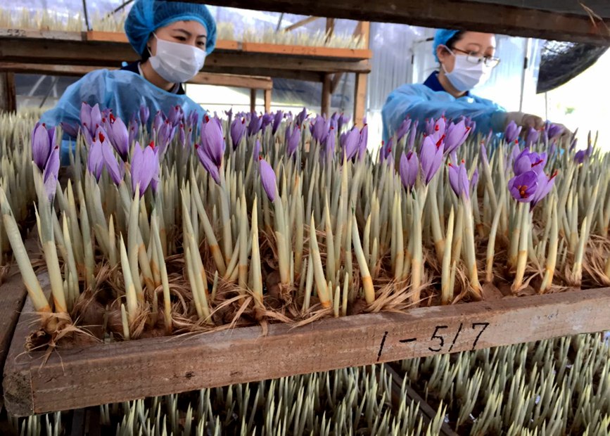 林芝天旺農(nóng)牧產(chǎn)品有限公司藏紅花種植基地工作人員采摘藏紅花。趙新民攝