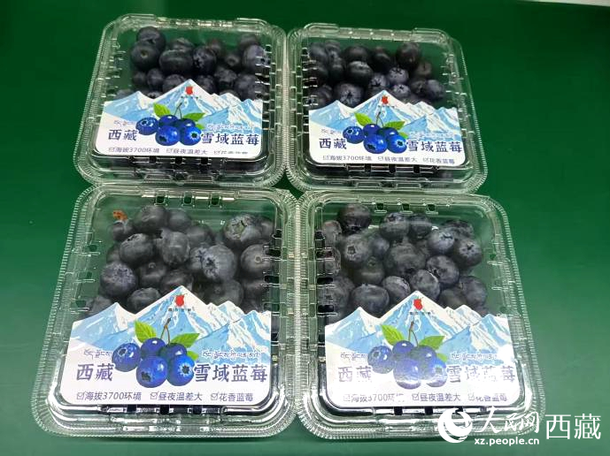 西藏雪域藍莓。羅雨欣攝