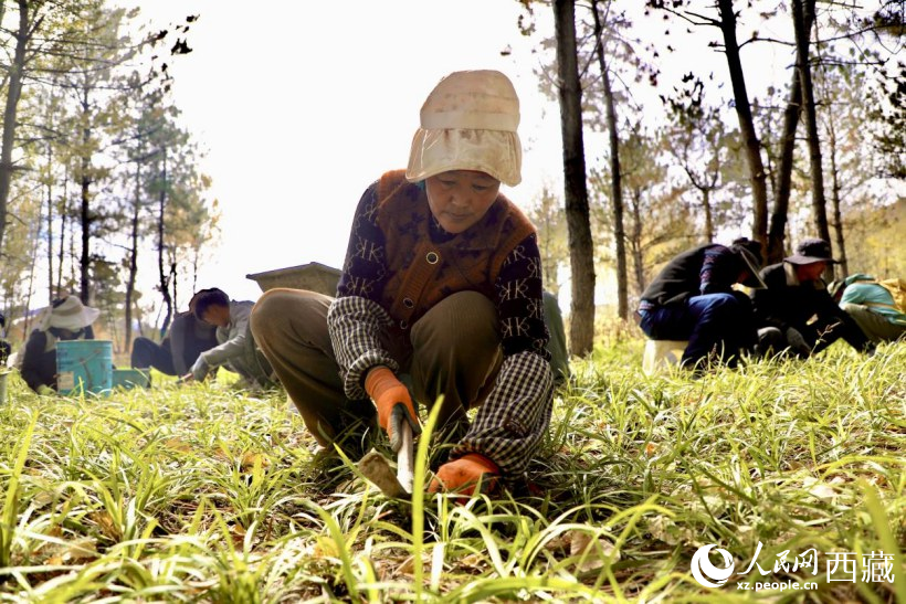 圖為項目建設(shè)過程中帶動周邊群眾就業(yè)。人民網(wǎng)記者 次仁羅布攝