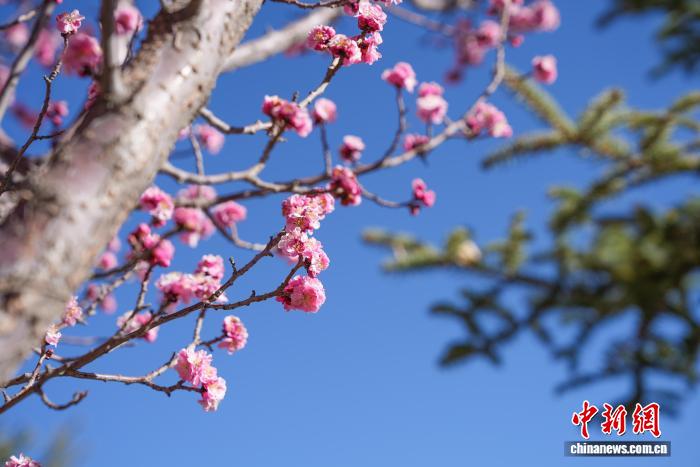 西藏拉薩：桃花盛開春意濃市民樂享高原春光