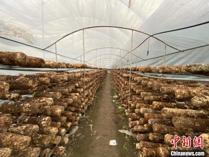 圖為基地里的食用菌菌棒?！Ⅸi 攝