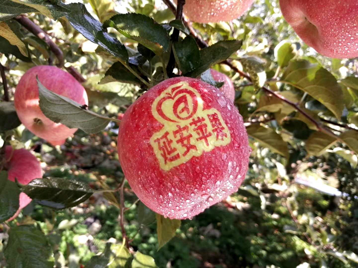 延安蘋果。柳林鎮(zhèn)果技站供圖。