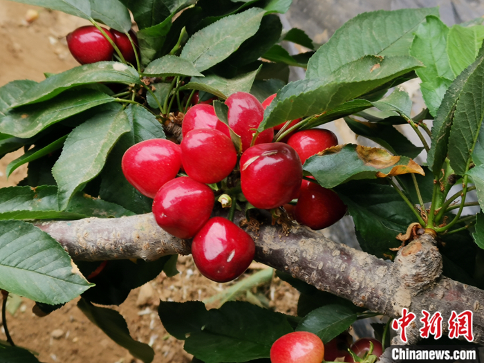 陜西省子長(zhǎng)市盛宇現(xiàn)代農(nóng)業(yè)示范園內(nèi)，櫻桃鮮艷欲滴。<a target='_blank'  ><p  align=